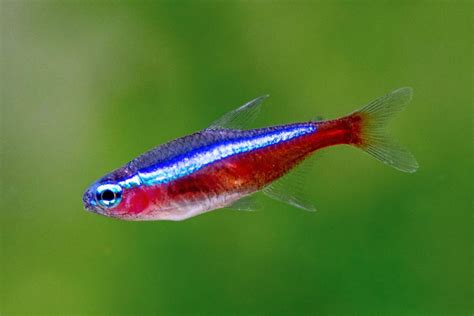 Cardinal Tetra Fish Care: Size, Lifespan, Tank Mates, Breeding & More