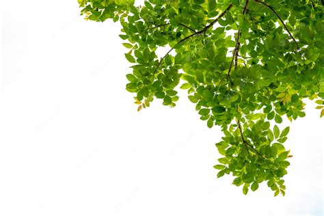 Premium Photo | Tree branch with green leaf isolated