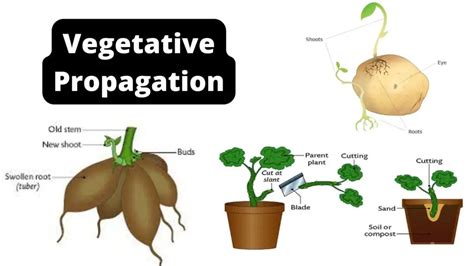 Vegetative Propagation - Definition, Types, Methods, Advantages ...