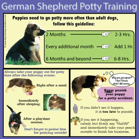 10 Best German Shepherd Puppy Training Tips - Technopet