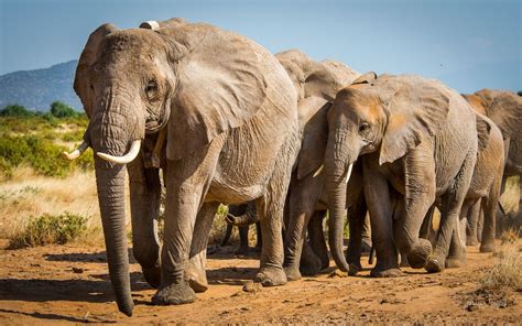 African elephants now endangered due to poaching threat and habitat damage