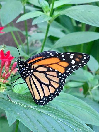 Mariposas de Mindo - Butterfly Garden - 2019 Lo que se debe saber antes ...