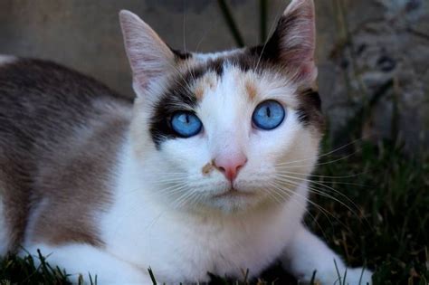 Ojos Azules: All About the Ojos Azules Cat Breed