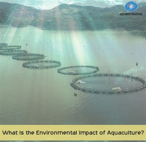 What Is the Environmental Impact of Aquaculture? - AQUABEST SEAFOOD ...