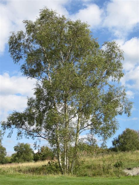 Silver Birch - Tree Guide UK - Silver Birch tree identification