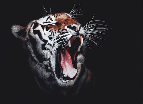 Tiger, Roaring, Dark background, , Animals / Editor's HD wallpaper | Pxfuel