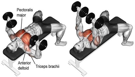 Dumbbell Bench Press Guide: Benefits, Performance, and Variations ...