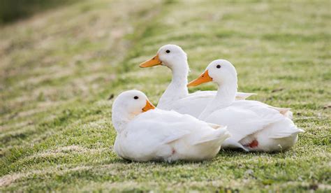 Pekin Duck Breed Profile - Farmhouse Guide