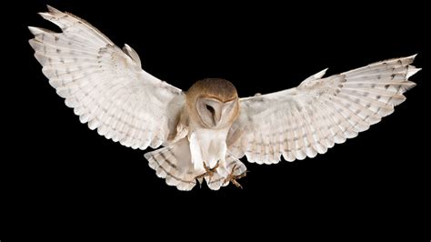 White barn owls' feathers reflect moonlight to stun prey | Science | AAAS