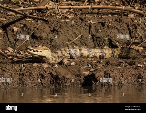 Spectacled caiman Stock Photo - Alamy