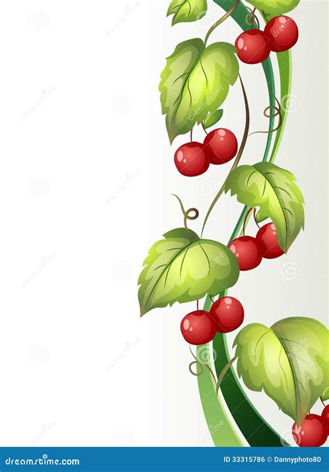 A vine plant with fruits stock illustration. Illustration of pointed ...