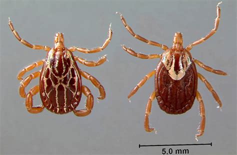 Gulf Coast tick - Amblyomma maculatum Koch