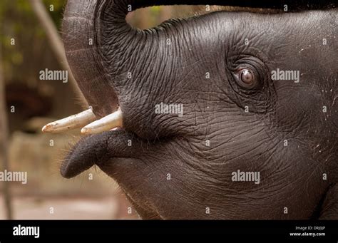 Elephant Trumpeting Stock Photos & Elephant Trumpeting Stock Images - Alamy