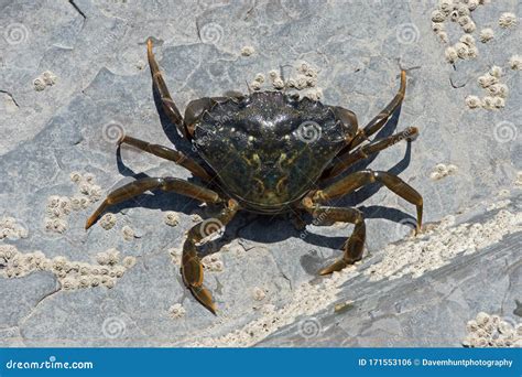 Green Shore Crab, Carcinus Maenas Stock Photo - Image of close ...