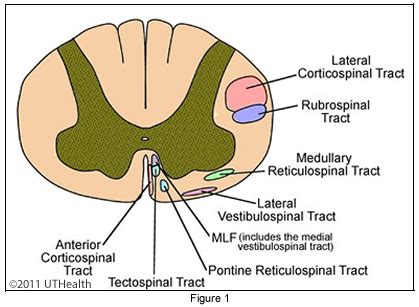 Neuroanatomy Online: Lab 9 - Descending Pathways to the Spinal Cord ...