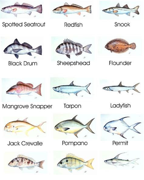 saltwater fishing chart | Saltwater fishing, Fish chart, Salt water fishing