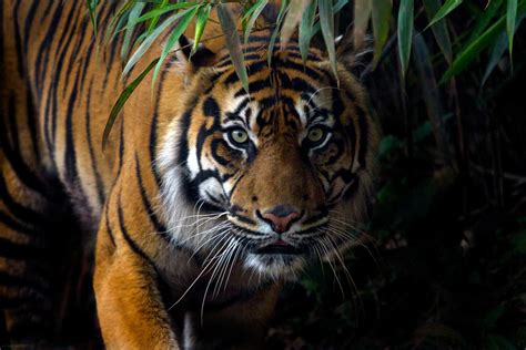 Tigers confirmed as six subspecies, and that is a big deal for conservation