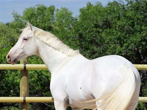 Homozygous Few Spot Leopard Appaloosa Stallion Producing Quality Foals