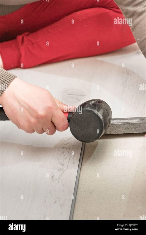 Installation of quartz vinyl floor, female master installs the floor ...