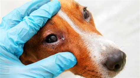 Dog Eye Infections: Causes, Treatments & Symptoms