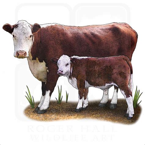 Hereford Cow - Signed Fine Art Print - inkart