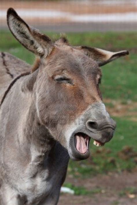 Comical looking donkey with mouth wide open showing teeth | Funny ...