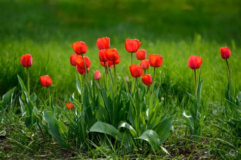 Beautiful Red Tulips Background - High-quality Free Backgrounds