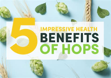 5 Impressive Health Benefits of Hops | Calocurb