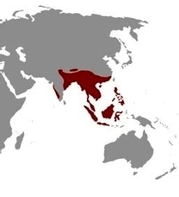 King Cobra Habitat Map