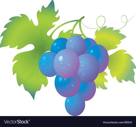 Grapes Royalty Free Vector Image - VectorStock