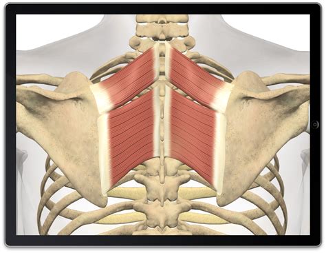 Rhomboid Muscle – Rhomboid Exercises That You Probably Forgot About