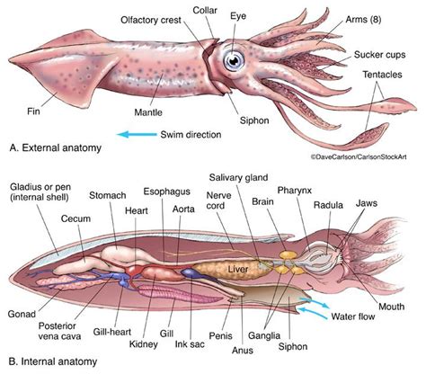 Sections Of A Squid