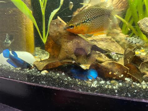 Pearl Gourami: Care Guide, Breeding, Tank Size, & Diseases