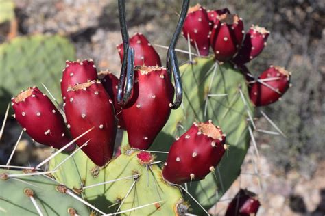 Let’s Get to the Fruit of the Matter: Prickly Pear Harvesting 101 ...