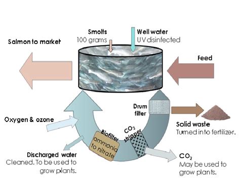 Land-based Aquaculture in Recirculating Aquaculture Systems | Living Oceans