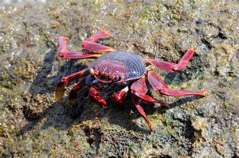 Closeup of a crab on rock near the sea | Stock image | Colourbox