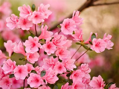 flower wallpaper free download | Pink Flowers Wallpapers HD Pictures ...