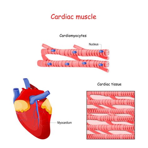 Muscle Fiber Illustrations, Royalty-Free Vector Graphics & Clip Art ...