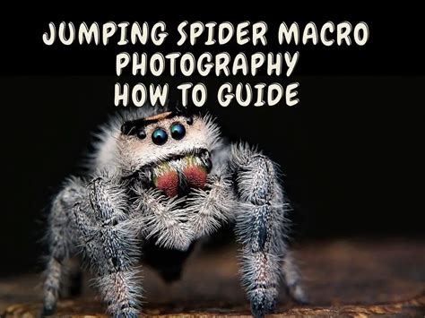 Jumping Spider Macro Photography - How To Guide + Best Macro Lenses ...