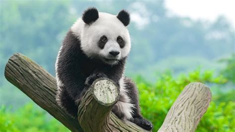 Panda, Cute, 4K, #4.551 Wallpaper