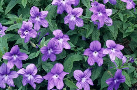 Plant some of these beauties for great garden color, even in shade ...