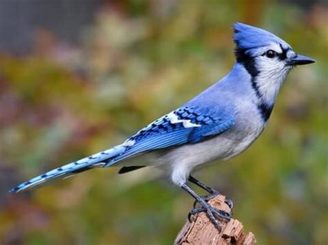 Bluebird Vs. Blue Jay: What’s The Difference? - Sonoma Birding