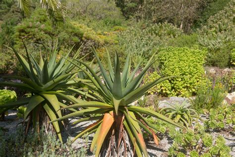 9 Spiky Plants Suited To The Garden | Horticulture.co.uk