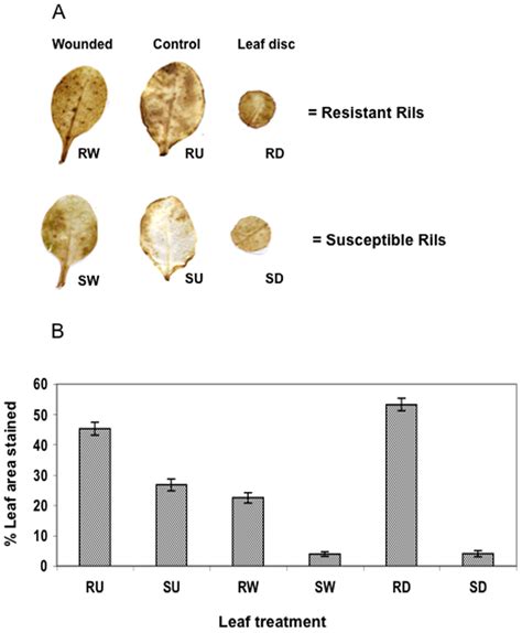 DAB staining to detect the presence of ROS in whole leaves and leaf ...