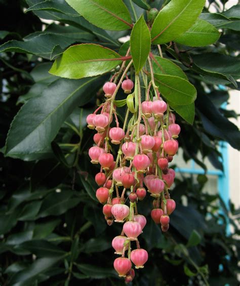 Strawberry tree - Sacramento Tree Foundation