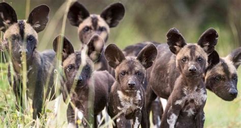 Kenyan doggy image – Telegraph