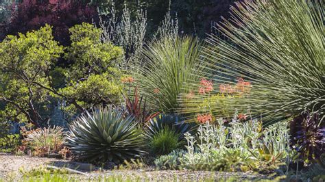 9 Drought Resistant Plants | Garden lovers