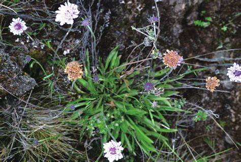 Caprifoliaceae-肯尼亚植物-图片