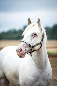 Spot the Difference: The Appaloosa and Knabstrupper - Hoofpick Life