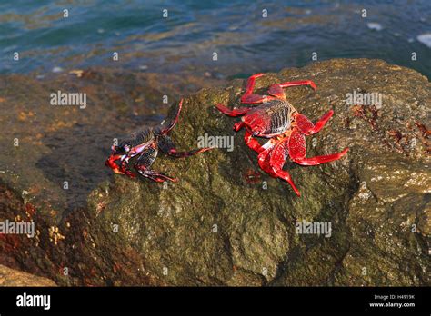 Rock crab hi-res stock photography and images - Alamy